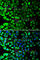 Keratin 8 antibody, A1024, ABclonal Technology, Immunofluorescence image 