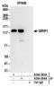Glutamate Receptor Interacting Protein 1 antibody, A304-004A, Bethyl Labs, Immunoprecipitation image 