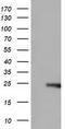 Rho GDP-dissociation inhibitor 1 antibody, TA501089, Origene, Western Blot image 
