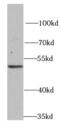 Proteasome 26S Subunit, Non-ATPase 12 antibody, FNab06884, FineTest, Western Blot image 