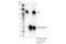 Neurotrophic Receptor Tyrosine Kinase 1 antibody, 92991S, Cell Signaling Technology, Immunoprecipitation image 