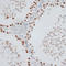 H2A Histone Family Member X antibody, LS-C747002, Lifespan Biosciences, Immunohistochemistry frozen image 