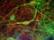 Internexin Neuronal Intermediate Filament Protein Alpha antibody, NB300-216, Novus Biologicals, Immunocytochemistry image 
