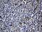 HR1 antibody, LS-C790252, Lifespan Biosciences, Immunohistochemistry paraffin image 
