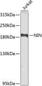 hNinein antibody, GTX64771, GeneTex, Western Blot image 