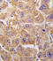 Insulin Degrading Enzyme antibody, 57-818, ProSci, Immunofluorescence image 
