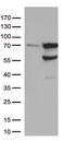 NS antibody, TA813295S, Origene, Western Blot image 