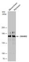 SH3 And Multiple Ankyrin Repeat Domains 2 antibody, GTX133352, GeneTex, Western Blot image 