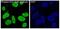 Nuclear Factor, Erythroid 2 Like 2 antibody, P00078, Boster Biological Technology, Immunofluorescence image 