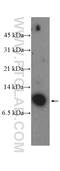 Cytochrome C Oxidase Subunit 7A2 antibody, 18122-1-AP, Proteintech Group, Western Blot image 