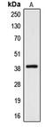 Cysteinyl Leukotriene Receptor 2 antibody, LS-C353520, Lifespan Biosciences, Western Blot image 