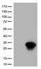 Heat shock protein beta-1 antibody, CF813405, Origene, Western Blot image 