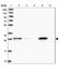 Glutathione S-transferase omega-1 antibody, HPA037603, Atlas Antibodies, Western Blot image 