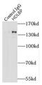HDLBP antibody, FNab03812, FineTest, Immunoprecipitation image 