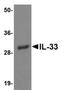 Hemagglutinin antibody, orb75864, Biorbyt, Western Blot image 