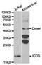 Inducible T-cell costimulator antibody, TA327185, Origene, Western Blot image 