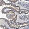 Acyloxyacyl Hydrolase antibody, NBP2-33892, Novus Biologicals, Immunohistochemistry frozen image 