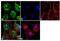 Neurokinin 1 Receptor antibody, 39-6100, Invitrogen Antibodies, Immunofluorescence image 