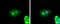 Zinc Finger Protein 703 antibody, GTX107721, GeneTex, Immunocytochemistry image 