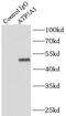 ATP Synthase F1 Subunit Alpha antibody, FNab00703, FineTest, Immunoprecipitation image 