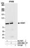 Component Of Oligomeric Golgi Complex 7 antibody, A305-506A, Bethyl Labs, Immunoprecipitation image 