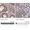 Nuclear Transport Factor 2 antibody, NBP1-82520, Novus Biologicals, Immunohistochemistry paraffin image 