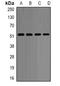 Complement C3a Receptor 1 antibody, orb85619, Biorbyt, Western Blot image 