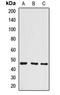 BRCA2 and CDKN1A-interacting protein antibody, orb412798, Biorbyt, Western Blot image 