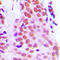 Ribosomal Protein L28 antibody, LS-C352792, Lifespan Biosciences, Immunohistochemistry paraffin image 