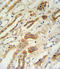 Zinc Finger FYVE-Type Containing 16 antibody, LS-C160786, Lifespan Biosciences, Immunohistochemistry frozen image 