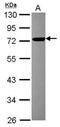F-Box And Leucine Rich Repeat Protein 17 antibody, PA5-31395, Invitrogen Antibodies, Western Blot image 