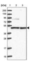 N-acylneuraminate cytidylyltransferase antibody, PA5-58975, Invitrogen Antibodies, Western Blot image 