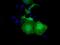 UBX Domain Protein 10 antibody, GTX83451, GeneTex, Immunofluorescence image 