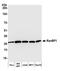 RAN Binding Protein 1 antibody, A300-513A, Bethyl Labs, Western Blot image 