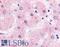 Small heterodimer partner antibody, LS-A5411, Lifespan Biosciences, Immunohistochemistry frozen image 