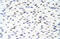 Acidic Nuclear Phosphoprotein 32 Family Member A antibody, ARP40204_T100, Aviva Systems Biology, Immunohistochemistry frozen image 