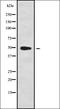 Cyclin B2 antibody, orb337843, Biorbyt, Western Blot image 