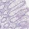 Barttin antibody, HPA053836, Atlas Antibodies, Immunohistochemistry frozen image 