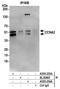 Cyclin A2 antibody, A305-254A, Bethyl Labs, Immunoprecipitation image 