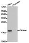 Histone H3.1t antibody, TA327343, Origene, Western Blot image 
