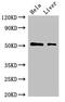 Solute Carrier Family 10 Member 3 antibody, CSB-PA021375LA01HU, Cusabio, Western Blot image 
