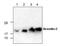 Gremlin 2, DAN Family BMP Antagonist antibody, GTX16272, GeneTex, Western Blot image 