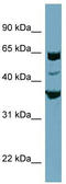 SEC22 Homolog C, Vesicle Trafficking Protein antibody, TA339638, Origene, Western Blot image 