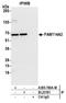 Family With Sequence Similarity 114 Member A2 antibody, A305-760A-M, Bethyl Labs, Immunoprecipitation image 