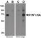 Seasonal H1N1 Hemagglutinin antibody, PA5-20712, Invitrogen Antibodies, Western Blot image 
