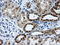 GLGB antibody, LS-C114918, Lifespan Biosciences, Immunohistochemistry paraffin image 