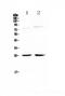Neuromedin U antibody, A01919-1, Boster Biological Technology, Western Blot image 