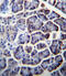 Pyruvate Carboxylase antibody, abx026849, Abbexa, Immunohistochemistry frozen image 