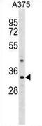 Proline Rich 7, Synaptic antibody, AP53461PU-N, Origene, Western Blot image 