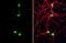 Homeobox protein cut-like 1 antibody, NBP2-16039, Novus Biologicals, Immunofluorescence image 